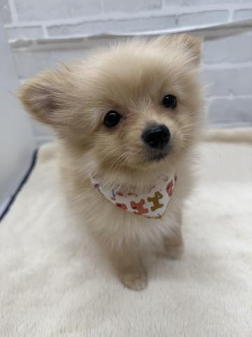 三重県のポメラニアン (ペットアミ 松阪店/2025年10月26日生まれ/女の子/クリーム)の子犬の2枚目の画像