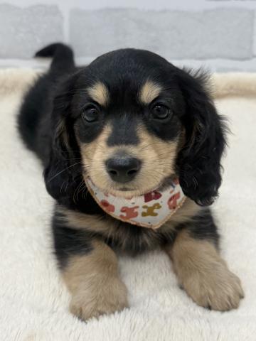 三重県のミニチュアダックスフンド(ロング) (ペットアミ 松阪店/2025年10月25日生まれ/男の子/ブラックイエロー)の子犬の1枚目の画像