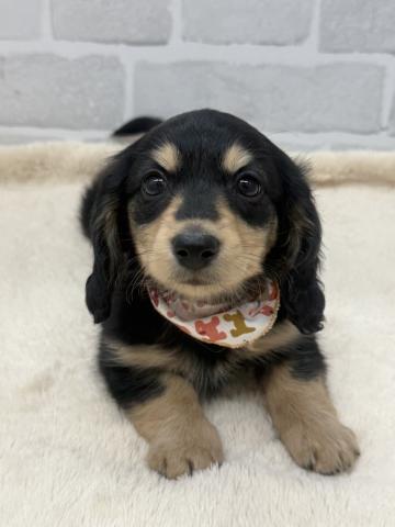 三重県のミニチュアダックスフンド(ロング) (ペットアミ 松阪店/2025年10月25日生まれ/男の子/ブラックイエロー)の子犬の2枚目の画像