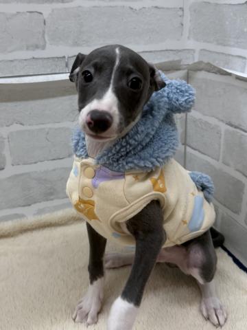 三重県のイタリアングレーハウンド (ペットアミ 松阪店/2025年10月18日生まれ/男の子/ブルーホワイト)の子犬