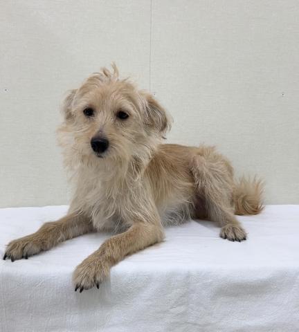 ポメラニアン✕トイプードル