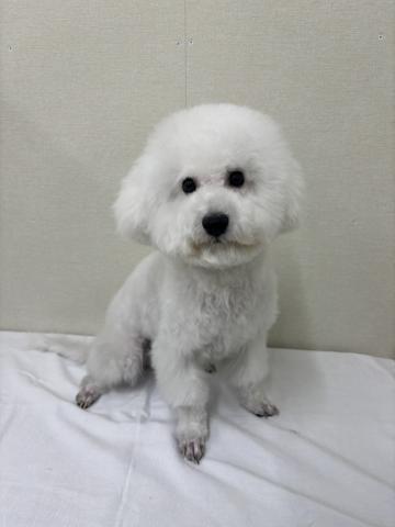 ビションフリーゼ