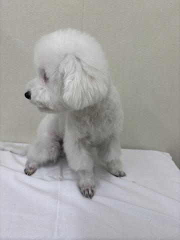 ビションフリーゼ