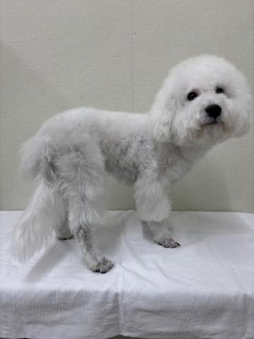 ビションフリーゼ