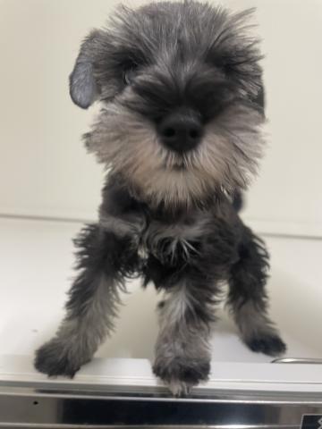 新潟県のミニチュアシュナウザー (ペットアミ 三条四日町店/2025年10月4日生まれ/女の子/ブラックシルバー)の子犬の1枚目の画像