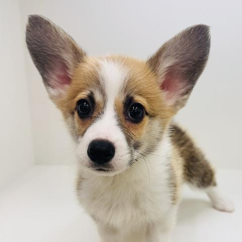 ウェルシュコーギーペンブローク