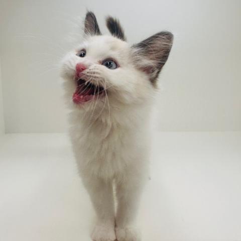 奈良県のラグドール (ペットアミ 田原本店/2025年10月10日生まれ/女の子/シールポイントバイカラー)の子猫の2枚目の画像