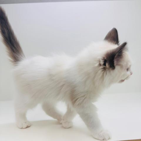 奈良県のラグドール (ペットアミ 田原本店/2025年10月10日生まれ/女の子/シールポイントバイカラー)の子猫の4枚目の画像