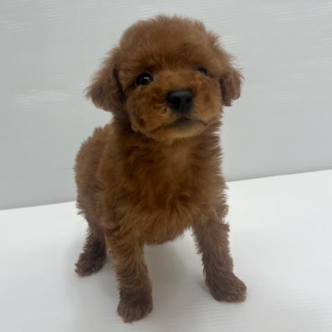 和歌山県のトイプードル(トイ) (ペットアミ 岩出店/2026年10月31日生まれ/男の子/レッド)の子犬の2枚目の画像