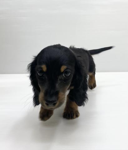 和歌山県のミニチュアダックスフンド(ロング) (ペットアミ 岩出店/2025年9月20日生まれ/女の子/ブラックタン)の子犬の1枚目の画像