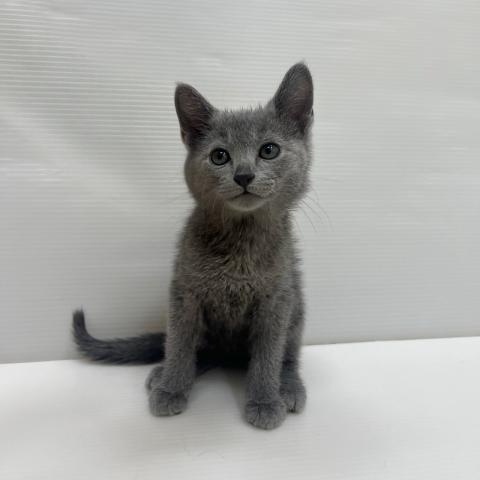 和歌山県のロシアンブルー (ペットアミ 岩出店/2025年9月19日生まれ/男の子/ブルー)の子猫の1枚目の画像