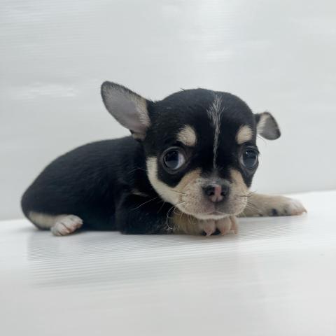 和歌山県のチワワ(スムース) (ペットアミ 岩出店/2025年10月18日生まれ/女の子/ブラックタンホワイト)の子犬の1枚目の画像