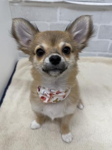 三重県のチワワ(ロング) (ペットアミ 松阪店/2025年9月5日生まれ/男の子/フォーン)の子犬の1枚目の画像