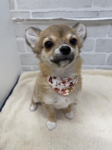 三重県のチワワ(ロング) (ペットアミ 松阪店/2025年9月5日生まれ/男の子/フォーン)の子犬の2枚目の画像