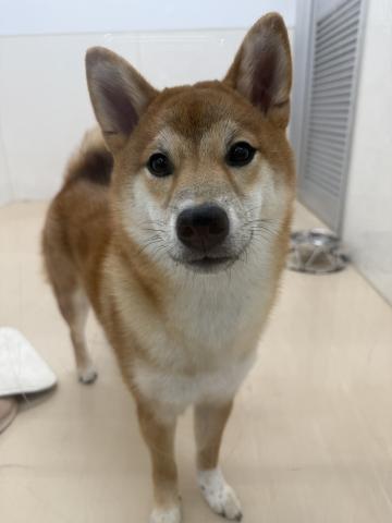 柴犬