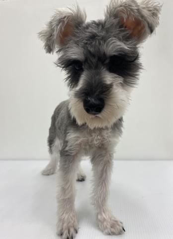 和歌山県のミニチュアシュナウザー (ペットアミ 紀ノ川店/2025年8月29日生まれ/男の子/ソルトペッパー)の子犬の1枚目の画像