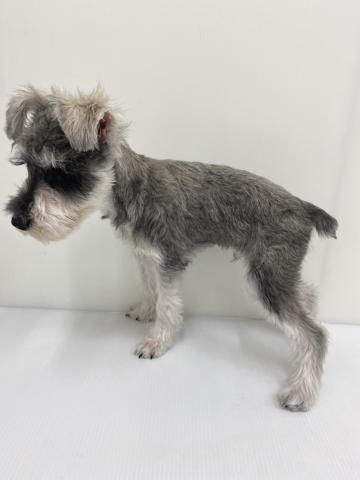 和歌山県のミニチュアシュナウザー (ペットアミ 紀ノ川店/2025年8月29日生まれ/男の子/ソルトペッパー)の子犬の2枚目の画像