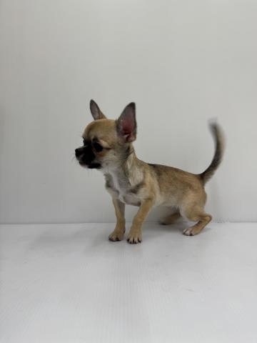 和歌山県のチワワ(スムース) (ペットアミ 紀ノ川店/2025年8月16日生まれ/女の子/レッドセーブル)の子犬の2枚目の画像