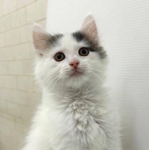 ノルウェージャンフォレストキャット