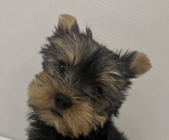 和歌山県のヨークシャーテリア (ペットアミ 那賀店/2025年10月28日生まれ/男の子/スチールブルータン)の子犬の1枚目の画像