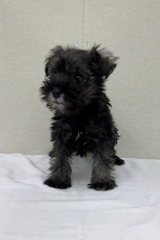 富山県のミニチュアシュナウザー (ペットアミ宮野店/2025年11月8日生まれ/男の子/ソルトペッパー)の子犬の1枚目の画像