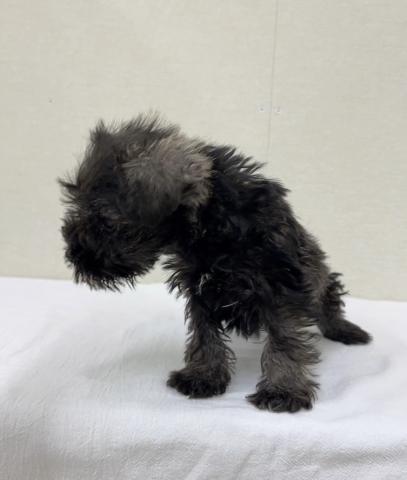 富山県のミニチュアシュナウザー (ペットアミ宮野店/2025年11月8日生まれ/男の子/ソルトペッパー)の子犬の3枚目の画像