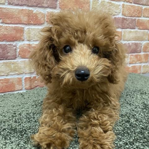 石川県のトイプードル(トイ) (ペットアミ 津幡店/2025年10月6日生まれ/男の子/レッド)の子犬の1枚目の画像