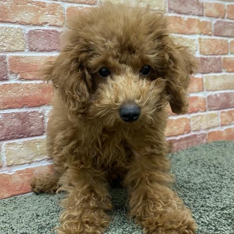 石川県のトイプードル(トイ) (ペットアミ 津幡店/2025年10月6日生まれ/男の子/レッド)の子犬の3枚目の画像