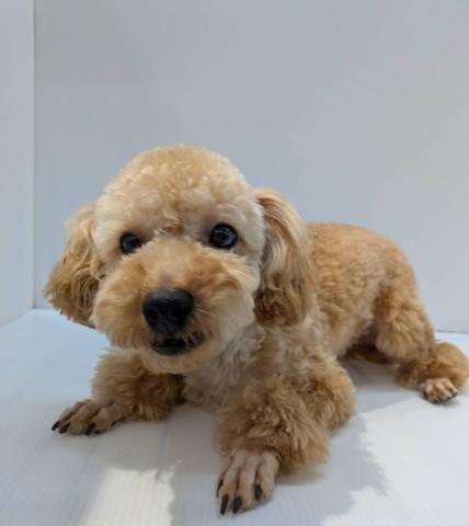 長野県のトイプードル(トイ) (ペットアミ 中野店/2025年2月21日生まれ/男の子/レッド)の子犬