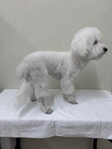 ビションフリーゼ