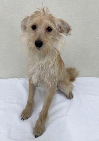 ポメラニアン✕トイプードル