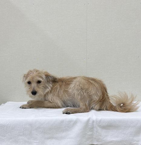 ポメラニアン✕トイプードル