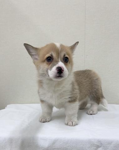 富山県のウェルシュコーギーペンブローク (ペットアミ宮野店/2026年12月29日生まれ/男の子/レッドホワイト)の子犬の1枚目の画像