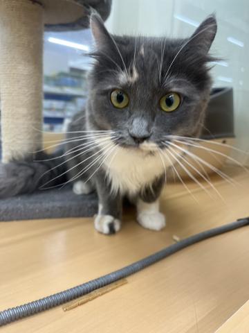 三重県のアメリカンカール (ペットアミ 明和店/2025年5月17日生まれ/女の子/ダイリュート・キャリコ)の子猫