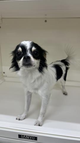 三重県のチワワ(ロング) (ペットアミ 明和店/2025年3月12日生まれ/男の子/パーティーカラー)の子犬