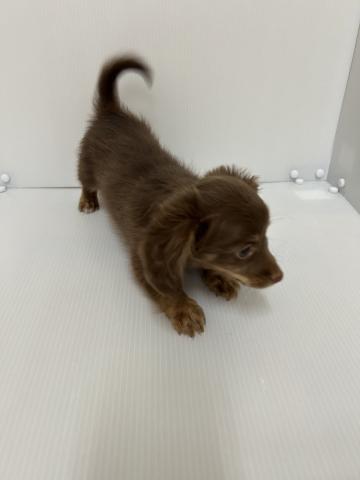 新潟県のチワックス(チワワ×ダックス) (ペットアミ 長岡店/2025年9月25日生まれ/男の子/チョコレートタンホワイト)の子犬の2枚目の画像