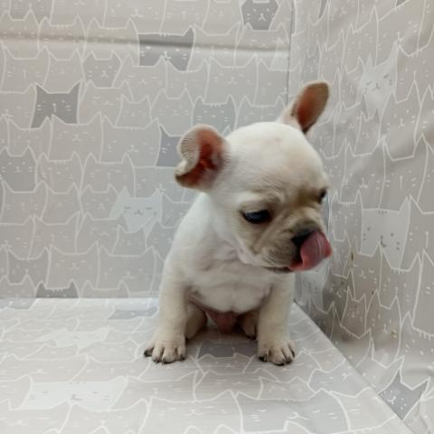 フレンチブルドッグ