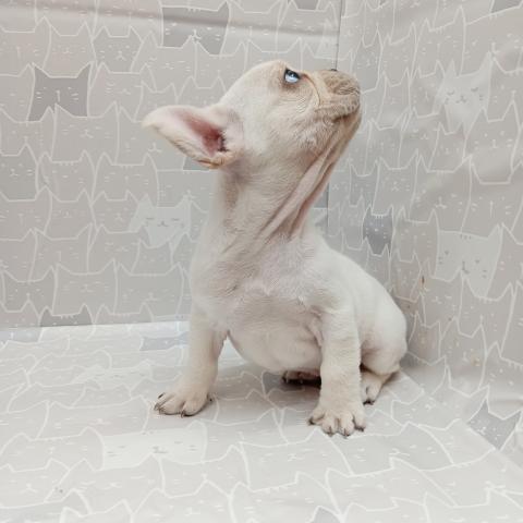 フレンチブルドッグ