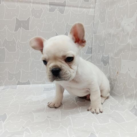 フレンチブルドッグ