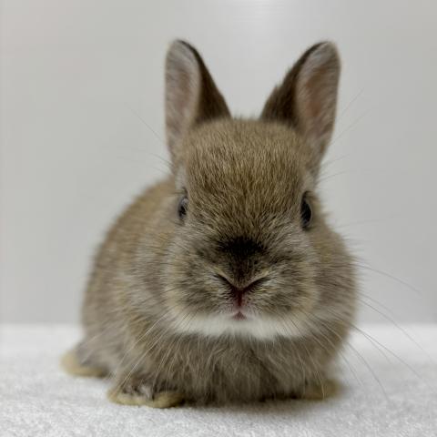 ネザーランドドワーフ