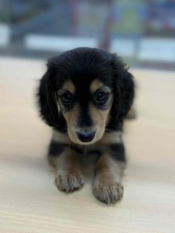 ミニチュアダックスフンド