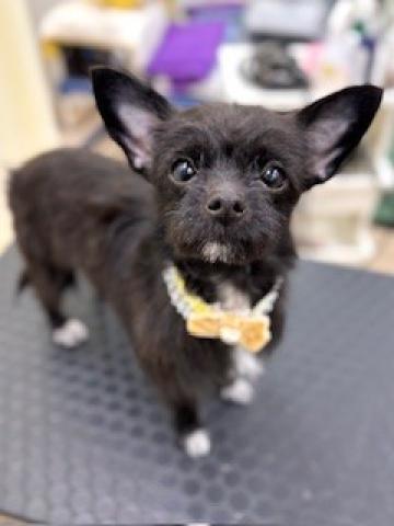 新潟県のチワプー/プーチー(チワワ×プードル) (ペットアミ 柏崎店/2025年4月18日生まれ/女の子/ブラックホワイト)の子犬の1枚目の画像