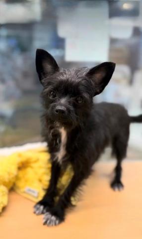 新潟県のチワプー/プーチー(チワワ×プードル) (ペットアミ 柏崎店/2025年4月18日生まれ/女の子/ブラックホワイト)の子犬の2枚目の画像