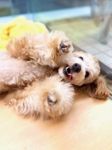 新潟県のMIX(トイプードル×マルプー) (ペットアミ 柏崎店/2025年2月12日生まれ/男の子/アプリコット)の子犬の3枚目の画像