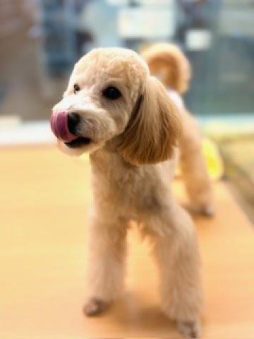 新潟県のMIX(トイプードル×マルプー) (ペットアミ 柏崎店/2025年2月12日生まれ/男の子/アプリコット)の子犬の4枚目の画像