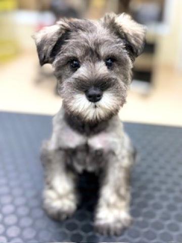 新潟県のミニチュアシュナウザー (ペットアミ 柏崎店/2025年10月18日生まれ/女の子/ソルトペッパー)の子犬の1枚目の画像