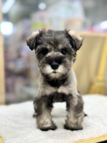 新潟県のミニチュアシュナウザー (ペットアミ 柏崎店/2025年10月18日生まれ/女の子/ソルトペッパー)の子犬の2枚目の画像