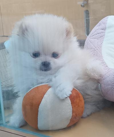 新潟県のポメラニアン (ペットアミ 六日町店/2025年12月19日生まれ/男の子/クリーム)の子犬の3枚目の画像