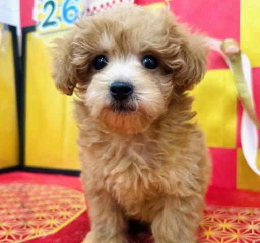 秋田県のトイプードル(トイ) (ペットアミ 秋田卸町店/2025年11月2日生まれ/男の子/レッド)の子犬