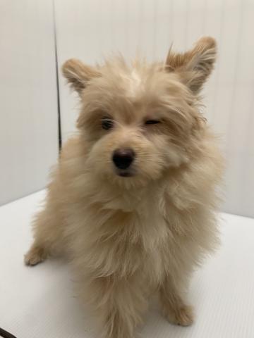 岩手県のポメプー(ポメラニアン×プードル) (ペットアミ 北上店/2025年9月6日生まれ/男の子/その他色)の子犬の2枚目の画像